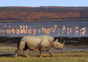 Amazing Kenya and Tanzania Wildlife Tour | Go Discover Abroad